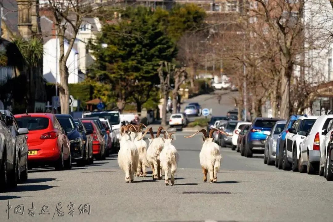 如何设想城市变成动物园，一场“实践营”探讨人与自然关系